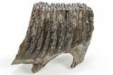 Partial Fossil Woolly Mammoth Upper M Molar - Siberia #238755-3